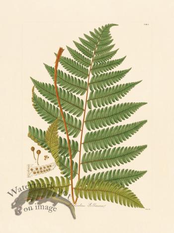 Hooker Fern 01